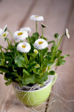 Pot of Bellis perennis clipart