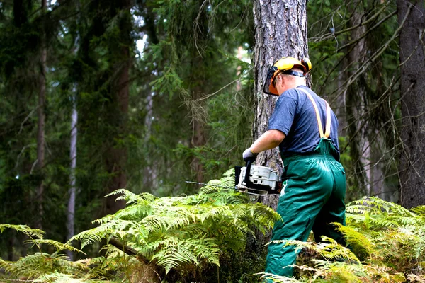 stock image Lumberjack