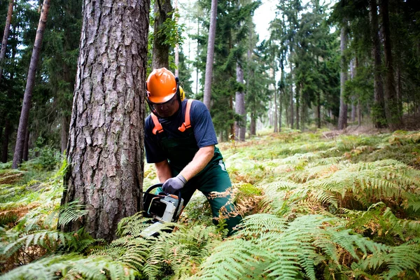 stock image Lumberjack