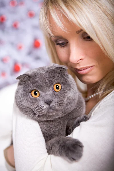 Xmas portrait of a cat — Stock Photo, Image