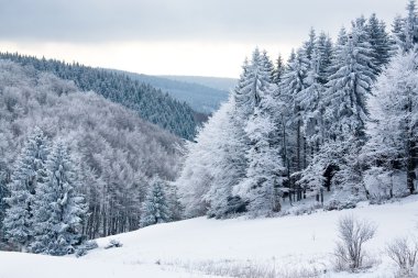 Kış Ormanı
