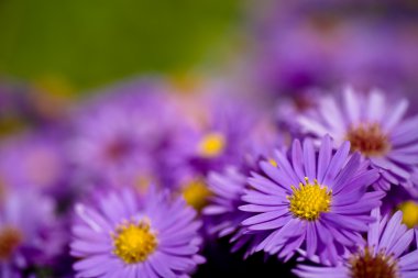 Aster amellus clipart