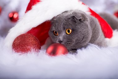 bir kedi Xmas portresi