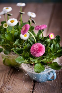 Pot of Bellis perennis clipart