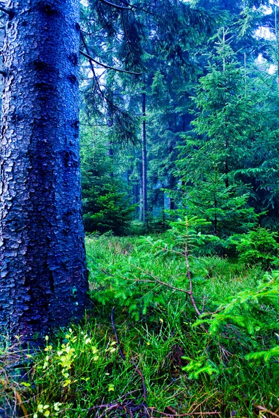 Foggy woods — Stock Photo, Image