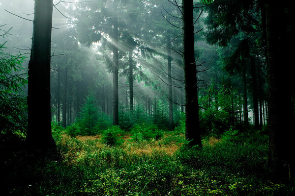 Foggy forest at the morning at autumn