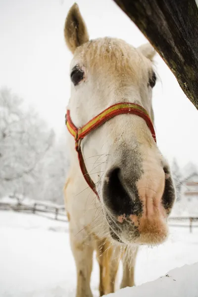 Cavalo Branco — Fotografia de Stock
