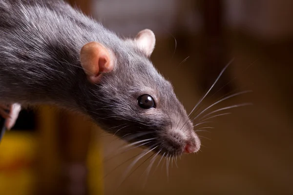 Rat söker efter mat — Stockfoto