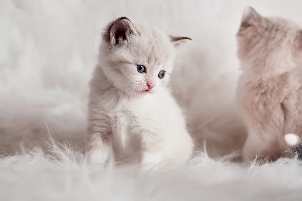 Persian kitty — Stock Photo, Image