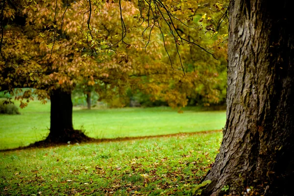 Park in de herfst — Stockfoto