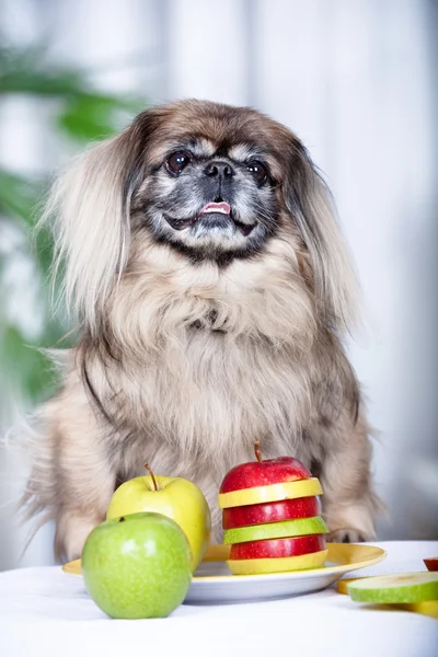 Pekingese Honden — Stockfoto