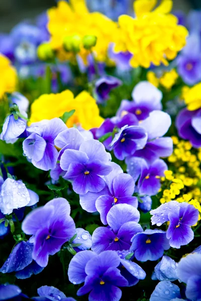 Ranunculus and pansies — Stock Photo, Image