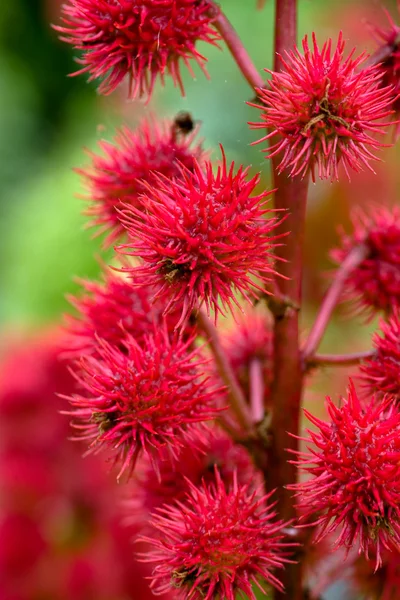 stock image Ricinus communis