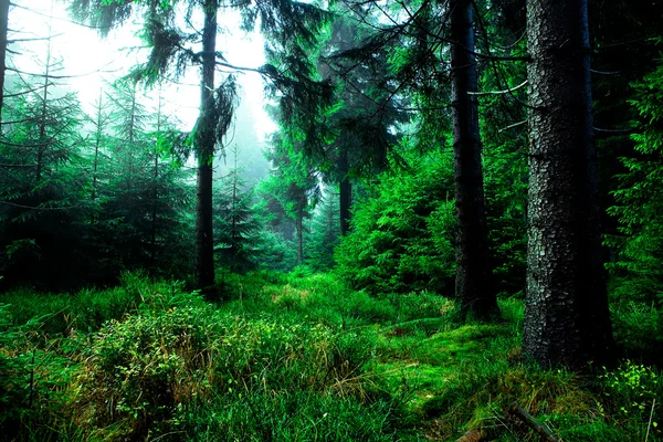 Bosque brumoso —  Fotos de Stock