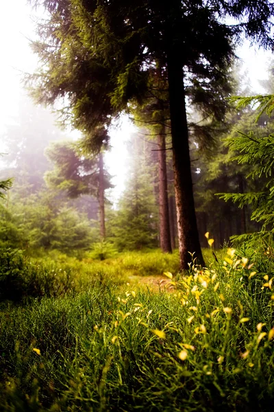 Туманные леса — стоковое фото