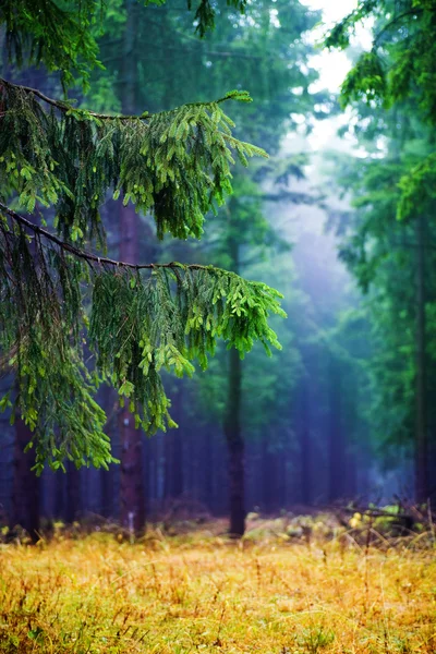 안개 숲 — 스톡 사진