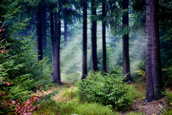 Bosques brumosos —  Fotos de Stock