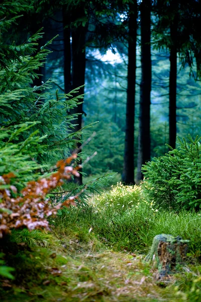 Wald am Morgen — Stockfoto