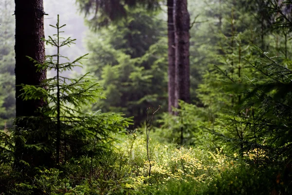 Лес по утрам — стоковое фото