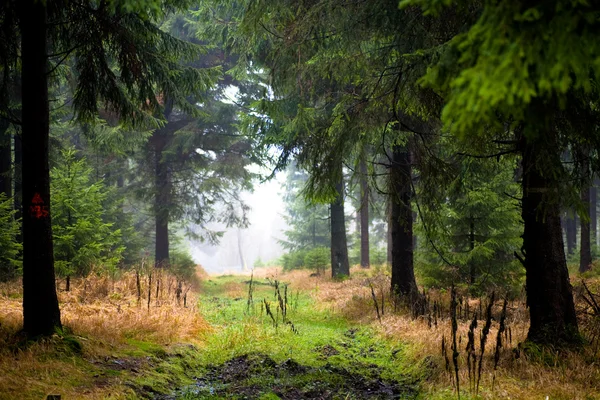 Forest in the morning — Stock Photo, Image