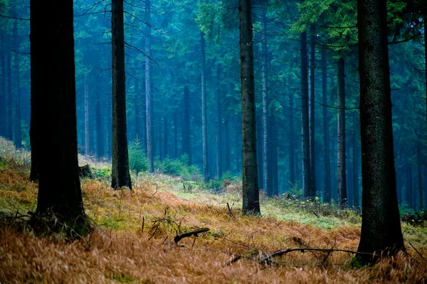 Ομίχλη το δάσος — Φωτογραφία Αρχείου
