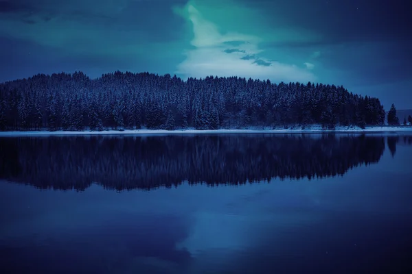 夜の森 — ストック写真