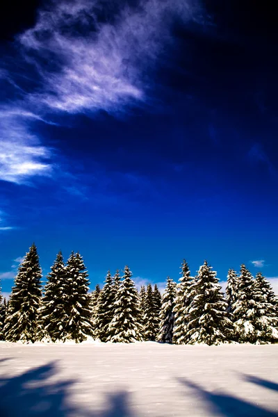 Skog på vintern — Stockfoto