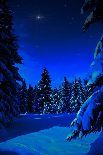 Kış orman geceleri — Stok fotoğraf