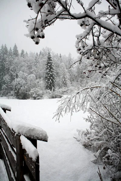 Bosque en el invierno — Foto de Stock