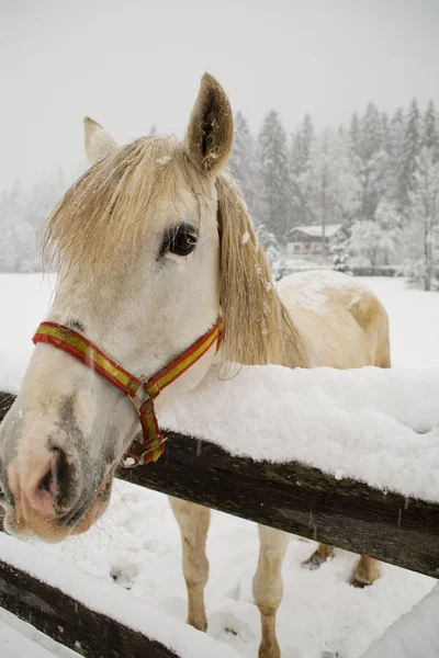 Kuda Putih — Stok Foto