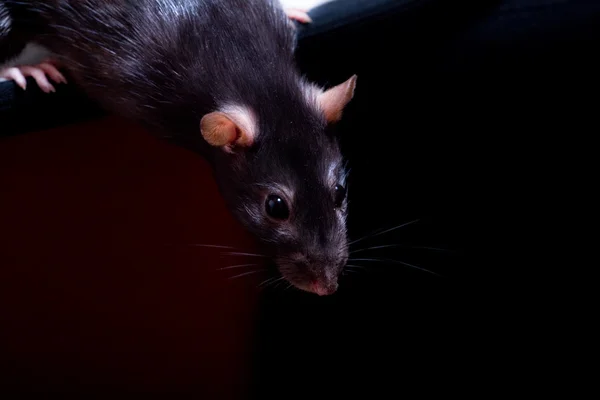 Råttan — Stockfoto