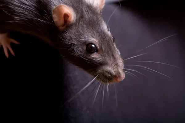 Die Ratte — Stockfoto