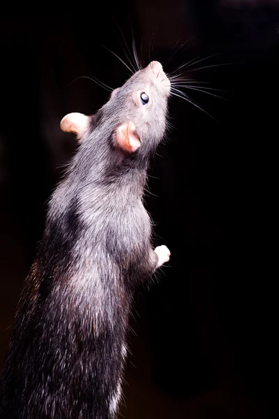 O rato — Fotografia de Stock