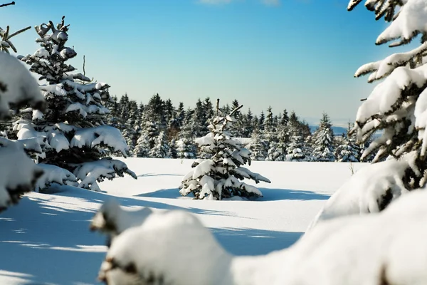 Bosque en el invierno — Foto de Stock