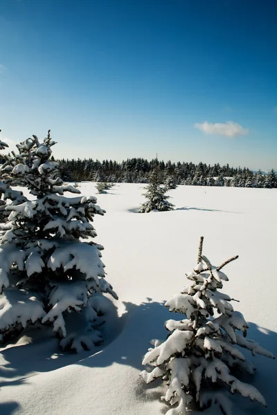 Las zimą — Zdjęcie stockowe