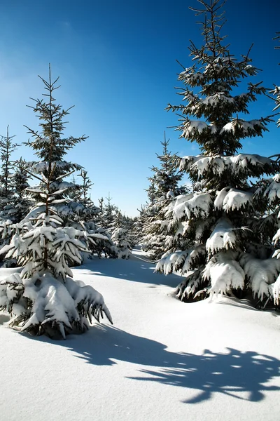 Δάσος το χειμώνα — Φωτογραφία Αρχείου