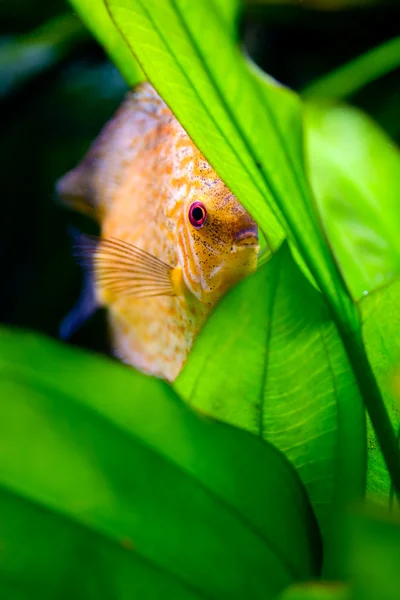 Stock image Coral fish