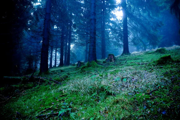 Ομιχλώδες δάσος — Φωτογραφία Αρχείου