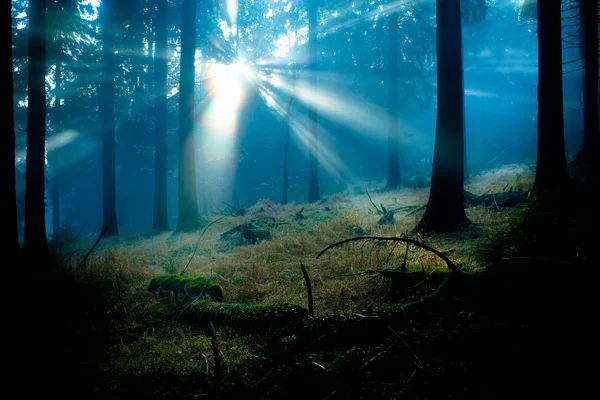 Ομιχλώδες δάσος — Φωτογραφία Αρχείου