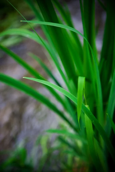 식물 — 스톡 사진