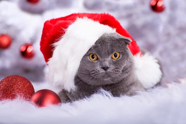 一只猫的圣诞节画像 — 图库照片