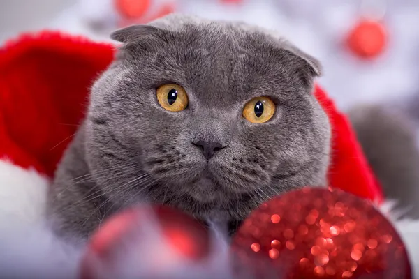 Χριστούγεννα πορτρέτο μιας γάτας — Φωτογραφία Αρχείου