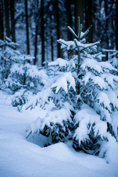 Bosque en el invierno —  Fotos de Stock