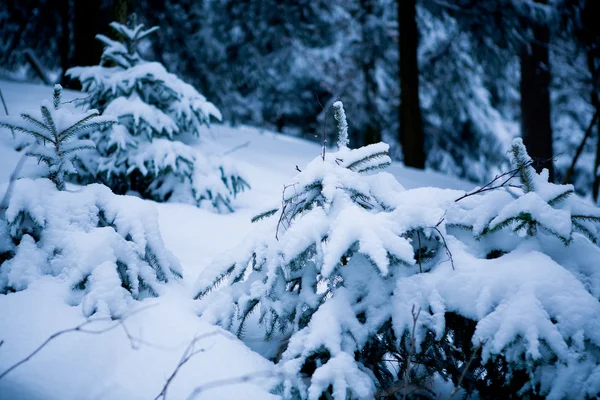 Bosque en el invierno —  Fotos de Stock