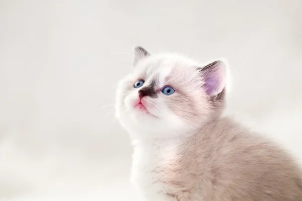 Persian kitty — Stock Photo, Image