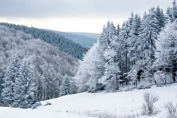 Floresta de Inverno Fotos De Bancos De Imagens Sem Royalties