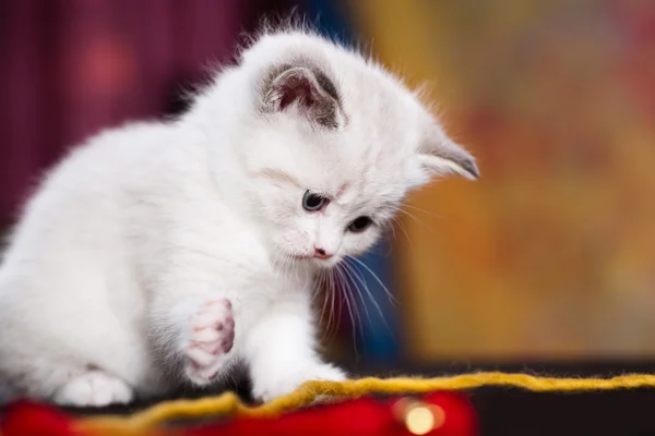 Perské koťátko — Stock fotografie