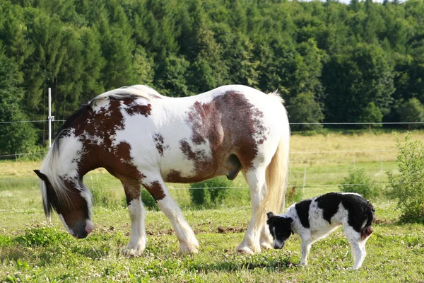 Horse dog — Stock Photo, Image