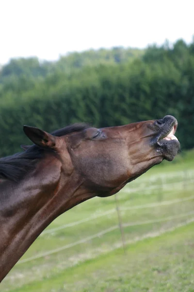 Flemings horse — Stock Photo, Image