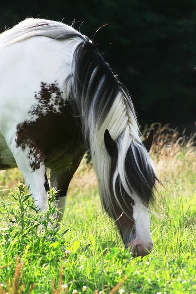말 풀밭 로열티 프리 스톡 사진